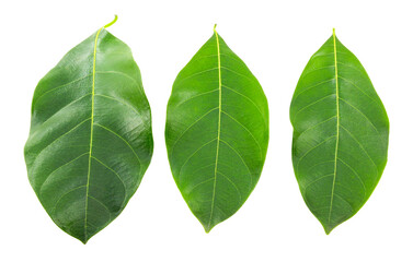 Set of natural leaves isolated on white background.