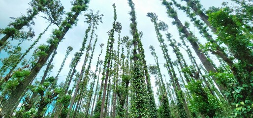 A scenic view of a traditional coffee plantation surrounded by tall silver oak trees in a hilly...