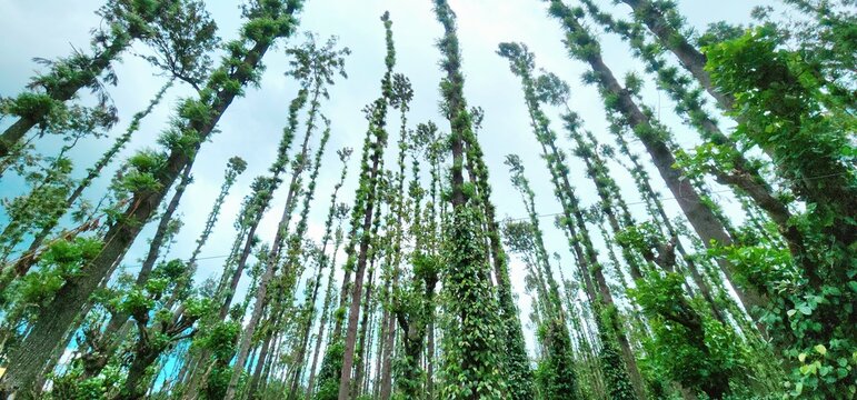 A scenic view of a traditional coffee plantation surrounded by tall silver oak trees in a hilly region of South India.