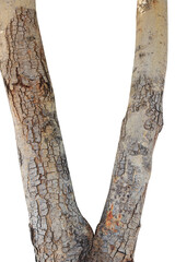 Tree trunk isolated on white background.