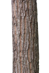 Tree trunk isolated on white background.