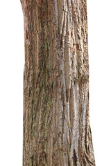 Fototapeta premium Tree trunk isolated on white background.