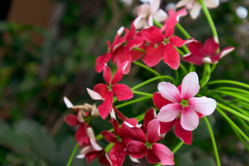 beautiful flower Drunken Sailor with nature blur background , Rangoon creeper, Quisqualis Indica , Chinese honeysuckle, Rangoon Creeper, Combretum indicum (Quisqualis indica L.). 