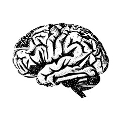 Fototapeta premium Vector Detailed of a human brain with textured folds.