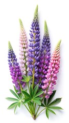 Fototapeta premium Lupine Flowers in a Variety of Colors Displayed on a White Background