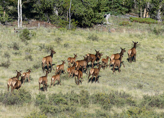 Elk Herd on Guanella Pass