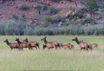 Elk Herd on Guanella Pass