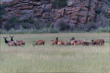 Elk Herd on Guanella Pass