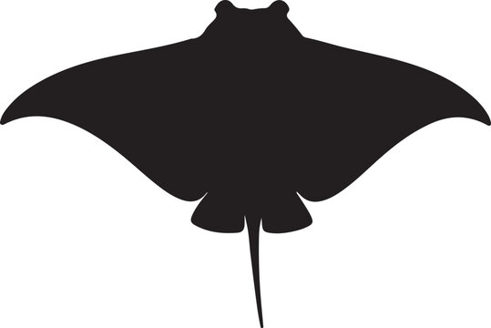  Bat ray fish in silhouette white background.