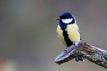 Great tit in the tree