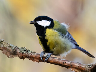 Great tit in the tree