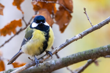 Great tit in the tree