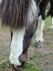 donkey eating grass © Justyna