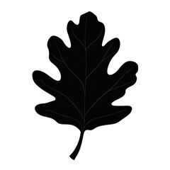 Obraz premium Silhouette of a single dark leaf