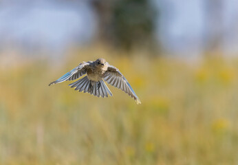 Mountain Bluebird
