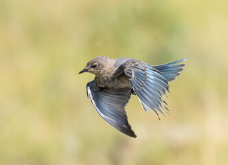 Mountain Bluebird