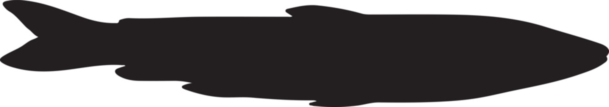 Candiru fish in silhouette white background.