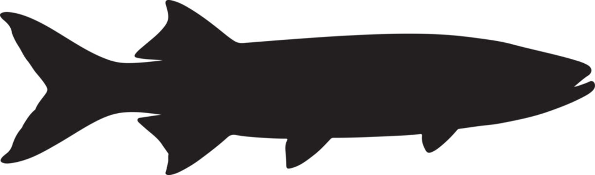 Chain pickerel in silhouette white background.