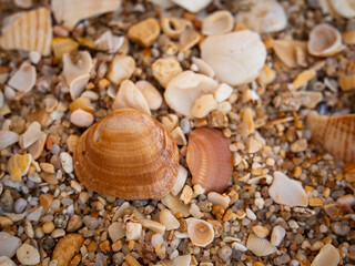 Seashell on Sea Shore