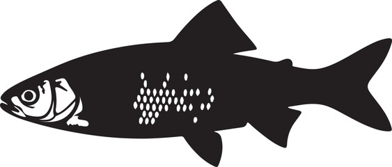Fototapeta premium Dace fish in silhouette white background.