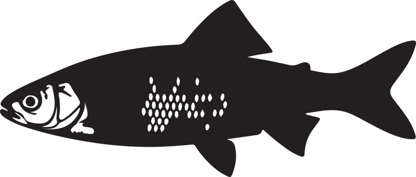 Dace fish in silhouette white background.