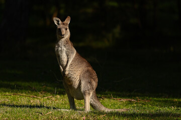 Eastern Grey Kangaroos Grazing at Maroondah Dam, Victoria
