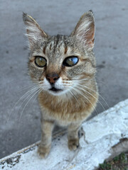 Portrait of  cat close-up. Eye disease in a cat, glaucoma