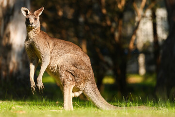 Fototapeta premium Eastern Grey Kangaroos Grazing at Maroondah Dam, Victoria