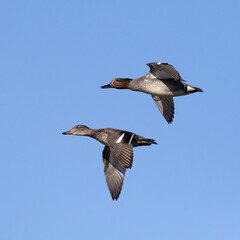 Common teal is small colorful water bird