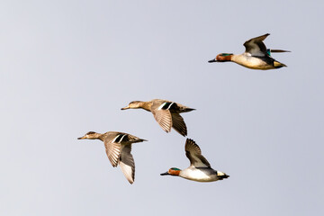 Common teal is small colorful water bird