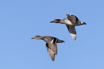 Common teal is small colorful water bird