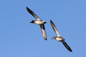 Common teal is small colorful water bird
