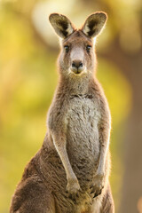 An Eastern Grey Kangaroo Stands on a Grassy Hill at Sunset in Healesville, Victoria, Australia