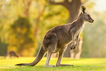 An Eastern Grey Kangaroo Stands on a Grassy Hill at Sunset in Healesville, Victoria, Australia