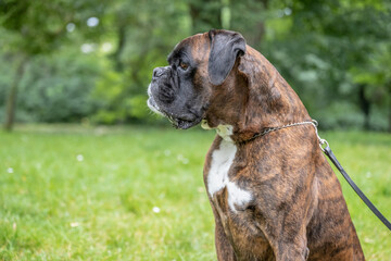 beautiful 3 years old purebred golden brown german boxer dog puppy jumping playing outdoor shooting