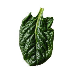 Naklejka premium A single dark green, glistening, collapsed spinach leaf with prominent shrivelled veins, damaged by freezing, isolated on a seamless transparent background, scientific decay concept
