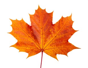 Fototapeta premium Autumn maple leaf