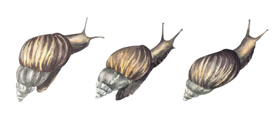 Snail, tropical slug set Watercolor cochlea realistic illustration. Hand drawn mollusks with conical shell, invertebrate. Slow Insect clipart for books, animal card, sticker Isolated from background