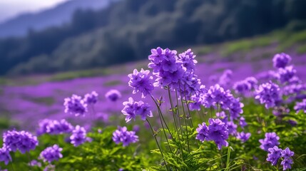 Obraz premium A field of tiny purple reed flowers flowerurishing in th