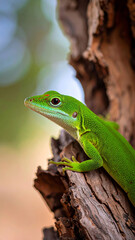 Fototapeta premium Vibrant green gecko basking on textured bark in its natural habitat