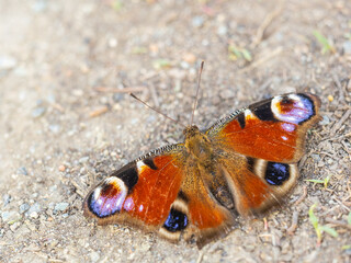 Peacock butterfly on the ground among the grass