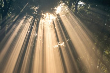 Golden sunbeams pierce dense forest canopy creating ethereal light shafts and a magical, serene atmosphere for nature lovers