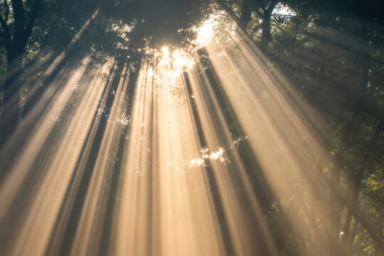 Golden sunbeams pierce dense forest canopy creating ethereal light shafts and a magical, serene atmosphere for nature lovers