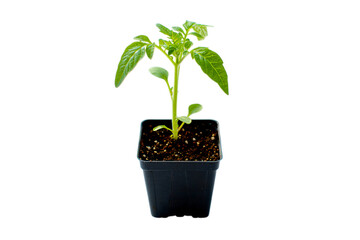 Young tomato plant seedling in a black pot isolated on transparent background
