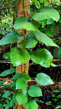 A healthy money plant (Epipremnum aureum) climbs a tree trunk in a lush garden, with vibrant, glossy, heart-shaped green leaves glowing under warm, filtered sunlight
