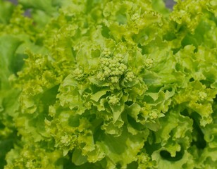 薹が立ったレタス20250703