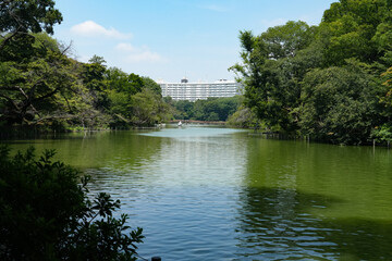Fototapeta premium 井之頭公園