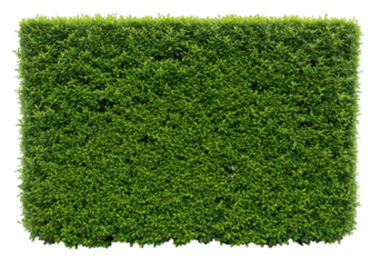 A perfectly manicured, dense green hedge with lush foliage, creating a textured natural wall, isolated on a transparent background