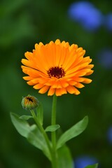 Fototapeta premium Calendula Flower and Bud with Green Foliage