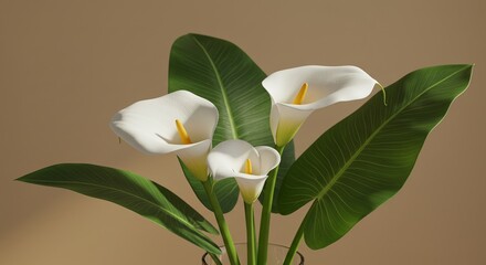 Fototapeta premium Three white calla lilies bloom with large green leaves against a soft beige background.